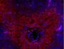 Anti-Mouse TNF Alpha (TN3-19.12) In Vivo Antibody - Low Endotoxin