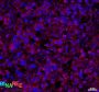Anti-Mouse IFN Gamma (XMG1.2) In Vivo Antibody - Low Endotoxin