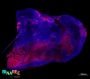Anti-Mouse IFN Gamma (XMG1.2) In Vivo Antibody - Low Endotoxin