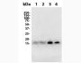 Anti-Mouse IFN Gamma (XMG1.2) In Vivo Antibody - Low Endotoxin