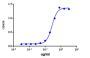 Dacetuzumab Biosimilar - Research Grade