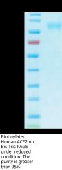 Biotinylated Human ACE2/ACEH Protein (ACE-HM401B)