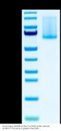 Cynomolgus ADAM9 Protein (ADM-CM109)