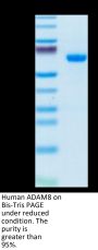 Human ADAM8 Protein (ADM-HM108)