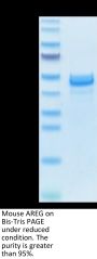 Mouse AREG Protein (AEG-MM201)