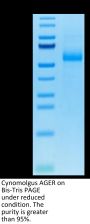Cynomolgus AGER Protein (AER-CM101)