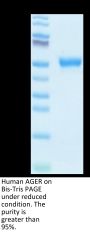 Human AGER Protein (AER-HM101)