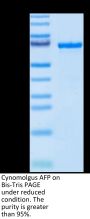 Cynomolgus AFP Protein (AFP-CM101)