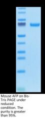 Mouse AFP Protein (AFP-MM101)