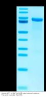 Human AKT2 Protein (AKT-HB6T2)