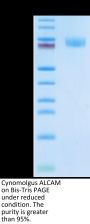 Cynomolgus ALCAM/CD166 Protein (ALC-CM101)
