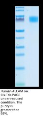 Human ALCAM/CD166 Protein (ALC-HM101)