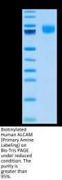 Biotinylated Human ALCAM/CD166 Protein (Primary Amine Labeling) (ALC-HM101B)