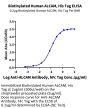 Biotinylated Human ALCAM/CD166 Protein (ALC-HM401B)