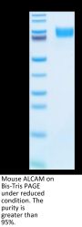 Mouse ALCAM/CD166 Protein (ALC-MM101)