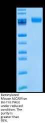 Biotinylated Mouse ALCAM/CD166 Protein (ALC-MM401B)