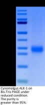 Cynomolgus ALK-1/ACVRL1 Protein (ALK-CM101)