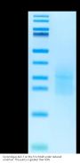 Cynomolgus ALK-7/Activin RIC Protein (ALK-CM107)
