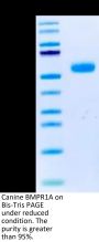 Canine BMPR1A/ALK-3 Protein (ALK-DM201)