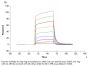Human ACVR1B/Activin RIB Protein (ALK-HM104)