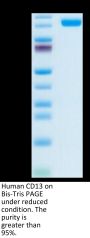 Human CD13/ANPEP Protein (ANP-HM101)