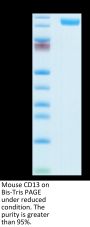 Mouse CD13/ANPEP Protein (ANP-MM101)