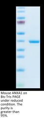 Mouse ANXA1 Protein (ANX-ME1A1)