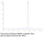 Mouse ANXA1 Protein (ANX-ME1A1)