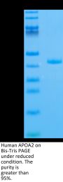 Human APOA2 Protein (APA-HM2A2)