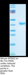 Mouse APOA2 Protein (APA-MM2A2)