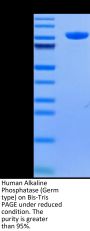 Human Alkaline Phosphatase (Germ type) / ALPG Protein (APE-HM203)