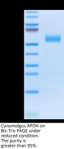 Cynomolgus APOH Protein (APH-CM101)