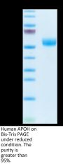 Human APOH Protein (APH-HM101)