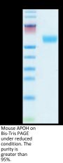 Mouse APOH Protein (APH-MM101)