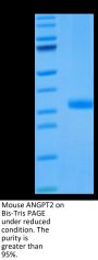 Mouse ANGPT2/Angiopoietin-2 Protein (APN-MM101)