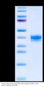 Mouse APLN Protein (APN-MM201)