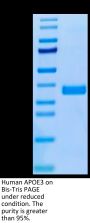Human APOE3/Apolipoprotein E Protein (APO-HM101)