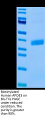 Biotinylated Human APOE3/Apolipoprotein E Protein (Primary Amine Labeling) (APO-HM101B)