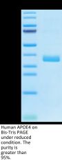 Human APOE4/Apolipoprotein E Protein (APO-HM102)