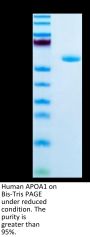 Human APOA1 Protein (APO-HM201)