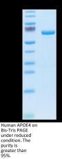 Human APOE4/Apolipoprotein E Protein (APO-HM202)