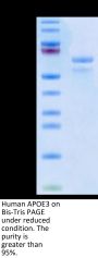 Human APOE3/Apolipoprotein E Protein (APO-HM203)