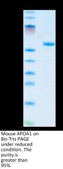 Mouse APOA1 Protein (APO-MM201)