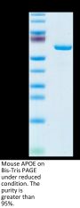 Mouse APOE/Apolipoprotein E Protein (APO-MM202)