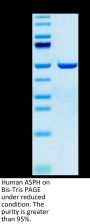 Human ASPH Protein (ASP-HE101)