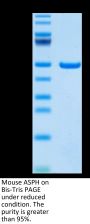 Mouse ASPH Protein (ASP-ME101)