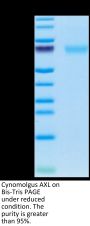 Cynomolgus AXL Protein (AXL-CM102)