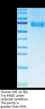 Human AXL Protein (AXL-HM101)