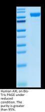 Human AXL Protein (AXL-HM201)