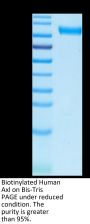 Biotinylated Human Axl Protein (Primary Amine Labeling) (AXL-HM201B)